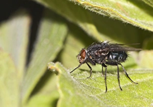 Images Dated 25th June 2012: Blow-fly, carrion fly -Calliphoridae-