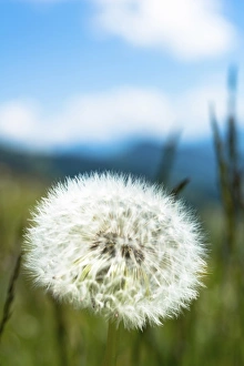 Images Dated 7th June 2014: Blowball, seed head of a Dandelion -Taraxacum sp.-