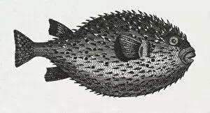 Images Dated 6th February 2014: Blowfish Engraving