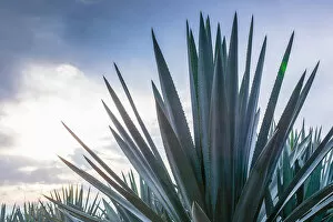 Images Dated 23rd May 2015: Blue Agave