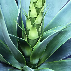 Images Dated 24th June 2009: Blue Agave Close Up