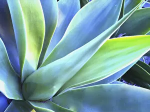 Images Dated 15th March 2011: Blue Agave Colours