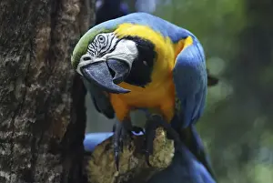 Brasil Prints: Blue-and-yellow Macaw (Ara ararauna), Foz do Iguazu, Brazil