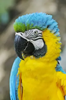 Parrot Prints: Blue-and-Yellow Macaw or Blue-and-Gold-Macaw -Ara ararauna