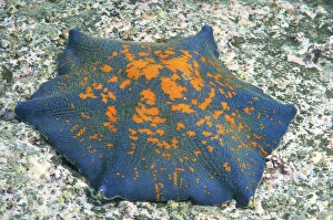 Blue Bat Star -Patiria pectinifera-, genetic mutation, six arms instead of five, Sea of Japan, Primorsky Krai, Russia
