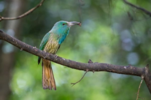 Images Dated 19th May 2016: Blue-bearded Bee-eater