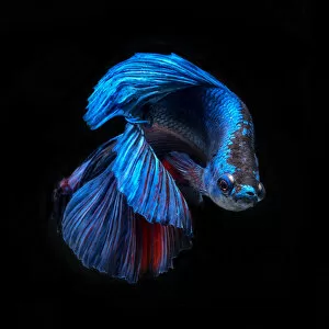 Images Dated 5th August 2017: blue beta fish 2
