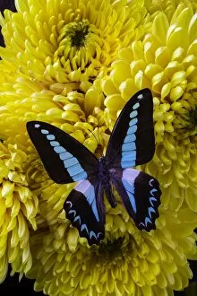 Images Dated 3rd November 2015: Blue, Black, Butterfly, insect, wings