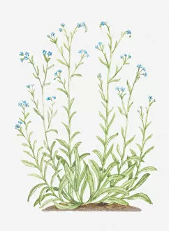 Images Dated 29th November 2011: blue, boraginaceae, botany, bur forget-me-not, cut out, flower, lappula, lappula squarrosa