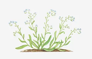 blue, boraginaceae, botany, cut out, field forget-me-not, flower, foliage, forget-me-not blue, boraginaceae, botany, cut out, field forget-me-not, flower, foliage, forget-me-not