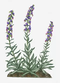 Change Gallery: blue, botany, change, cut out, day, echium vulgare, flora, flower, green, hairy, herb