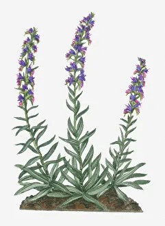 Spiked Gallery: blue, botany, change, cut out, day, echium vulgare, flora, flower, green, hairy, herb