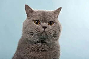 Images Dated 18th January 2011: Blue British Shorthair, Chartreux, male cat, portrait