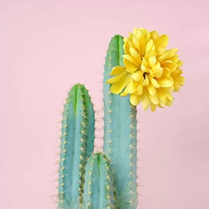 Pink Color Gallery: Blue cacti with yellow flower