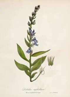 Images Dated 28th April 2017: Blue cardinal flower botanical engraving 1843