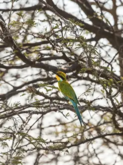 Blue-cheeked Bee-eater -Merops persicus- perched on a dry acacia tree, Etosha National Park, Namibia