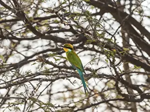 Coraciidae Prints: Blue-cheeked Bee-eater -Merops persicus- perched on a dry acacia tree