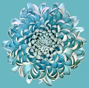 Images Dated 13th September 2016: Blue Chrysanth