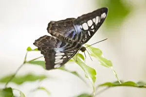 Blue Clipper butterfly -Parthenos sylvia lilacinus-, captive, Thuringia, Germany