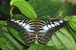Blue Clipper (Parthenos sylvia), Asia