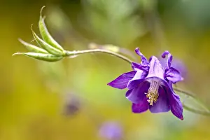 Varieties Prints: Blue Columbine (Aquilegia)