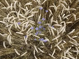Centaurea Gallery: Blue cornflowers growing in a cornfield