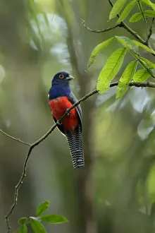 Blue-crowned Trogon (Trogon curucui)