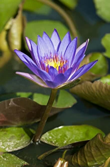 Aquatic Plant Gallery: Blue Egyptian Water Lily or Sacred Blue Lily -Nymphaea caerulea-, Phnom Penh, Phnom Penh Province
