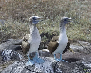 Images Dated 29th December 2012: Blue-footed Boobies -Sula nebouxii-, Isla Espanola, Galapagos Islands