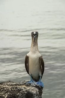 Images Dated 23rd November 2015: Blue footed booby
