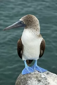 Images Dated 16th October 2008: Blue-footed Booby (Sula nebouxii), Galapagos Islands, Ecuador