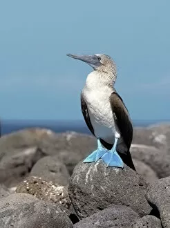 Beautiful Bird Species Gallery: Blue-footed booby (Sula nebouxii) Collection