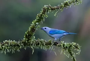 Images Dated 9th January 2015: Blue-gray Tanager (Thraupis episcopus), Costa Rica