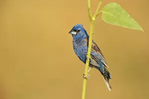 Images Dated 20th August 2016: Blue Grosbeak