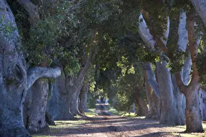 Blue gum Trees on Uitsig Estate, Constantia Cape Town. RSA