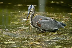 Images Dated 3rd October 2012: Blue Heron