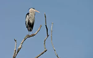 Images Dated 10th April 2016: Blue Heron On Tree