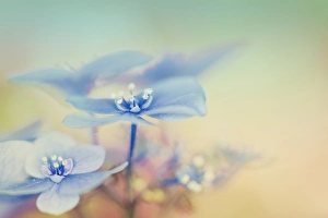 Images Dated 26th May 2013: Blue Hydrangea In Garden Window
