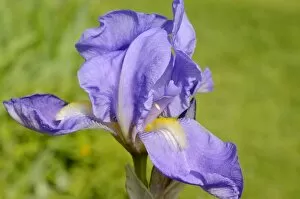 Iris Family Gallery: Blue Iris Barbata flower -Iris barbata elatior-, hybrid