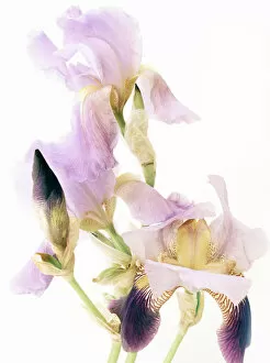 Muriel de Seze Fine Art Gallery: Blue iris flowers