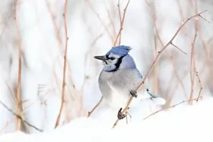 Images Dated 21st January 2016: Blue Jay