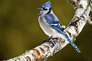 Images Dated 9th March 2014: Blue Jay
