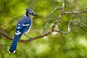 Images Dated 17th August 2010: Blue Jay