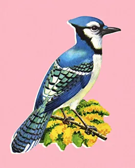 Images Dated 2nd October 2014: Blue Jay