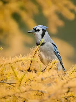 Images Dated 22nd October 2012: Blue Jay On Autumn Tamerack
