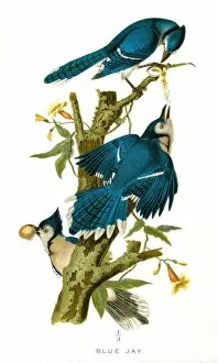 Images Dated 20th April 2017: Blue Jay bird lithograph 1897