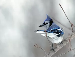 Images Dated 5th February 2015: Blue Jay on branch during windy day