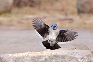 Blue Jay incoming
