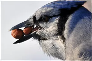 Images Dated 2nd November 2013: Blue Jay with peanuts