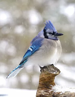 Images Dated 9th January 2017: Blue Jay Perched on a Log